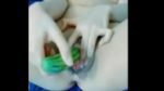 Chubby Asian Filipina College Girl showing her Big Boobs Ang Sarap Lamasin ng Suso neto &8211 Pinay New Viral